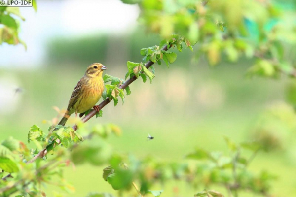 Bruant jaune